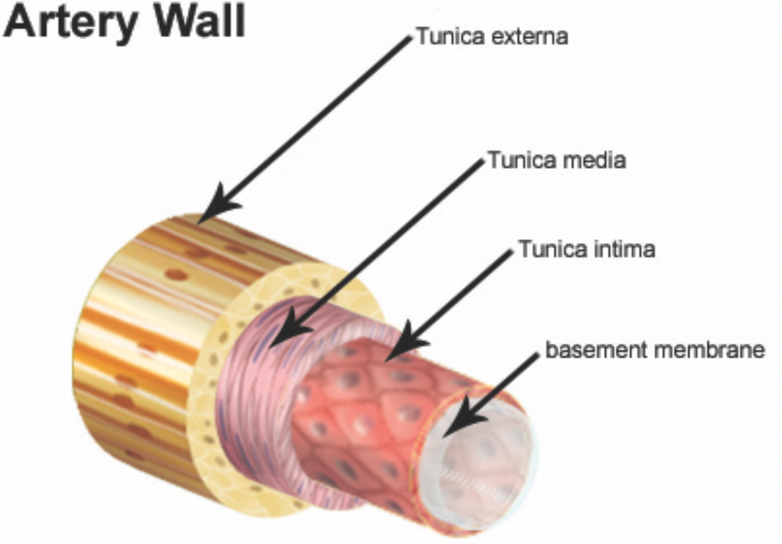 <p>-tunica intima</p><p>-tunica media</p><p>-tunica adventitia</p>