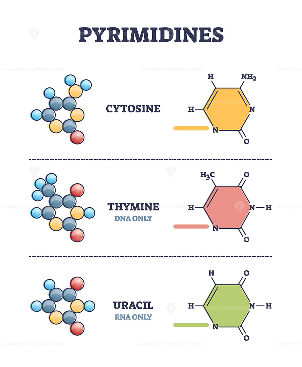 <p>Thymine, Cytosine, Uracil</p>