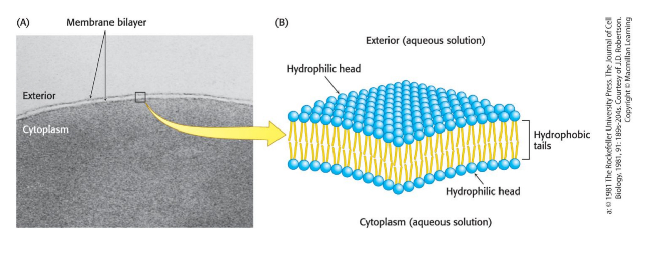 <p><span>phospholipids</span></p>