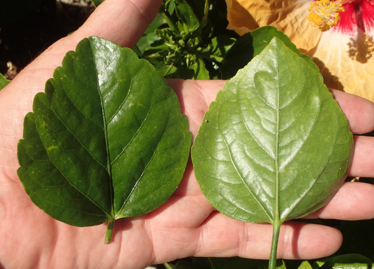 <p><span><span>Tropical hibiscu</span></span></p>