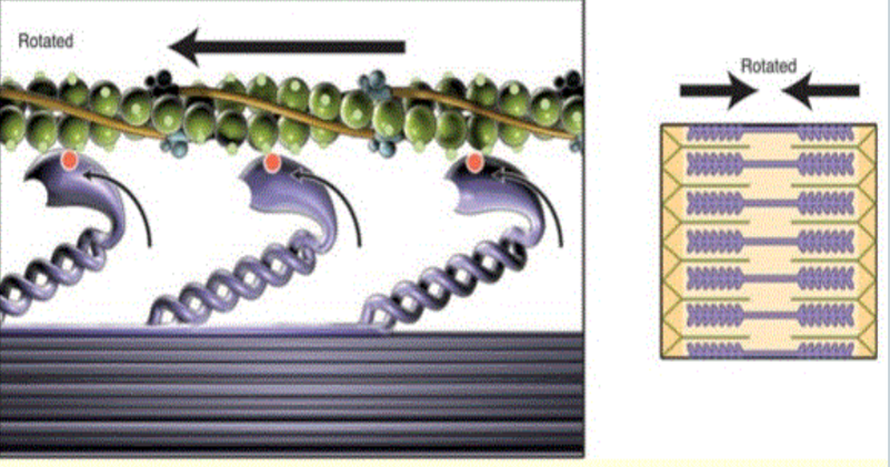 <p>ATP, ADP, P<sub>i</sub></p>
