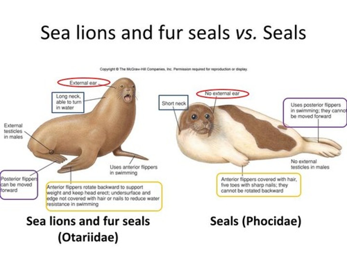 <p>1) seals: Family phocidae</p><p>- Flippers can rotate</p><p>- No external ear flap</p><p>- Claws and fur on flippers</p><p>- Short, robust neck</p><p>2) sea lions/fur seals: Family otariidae:</p><p>- Roatable hind flippers</p><p>- External ear flap</p><p>- Long flexible neck</p><p>- No fur or claws on flippers</p><p>- Swim using front flippers</p><p>- Dont really move hind flippers</p>