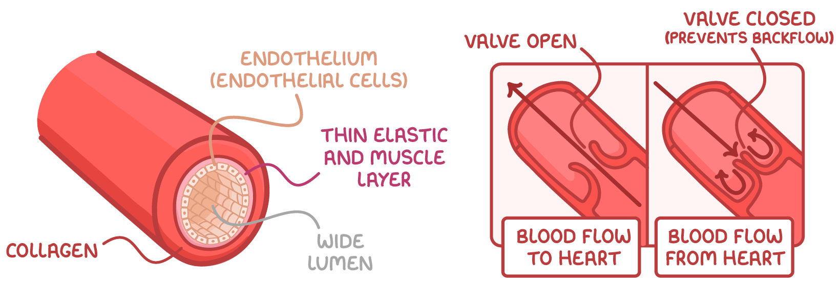 <ol><li><p><strong>“Muscle pump</strong>” - Skeletal muscle contractions (squeeze blood through veins during movement)</p></li><li><p><strong>One way valves</strong> - Prevent backflow and only allow blood to flow toward heart</p></li></ol><p></p>