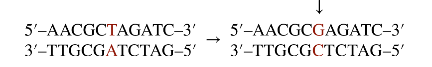 <p>Point Mutations</p>