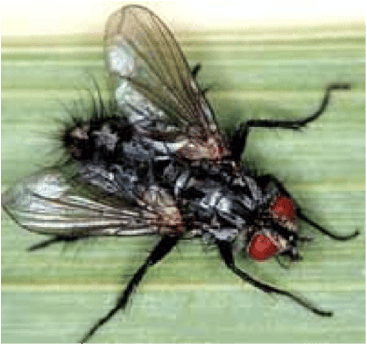 <p>Hairy bodies; tachinid flie</p>