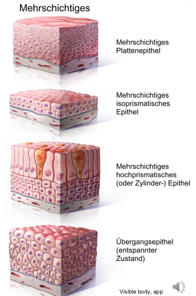 <p>Zellen, die nicht auf der Basallinie liegen, „halten“ sich an anderen Zellen</p>