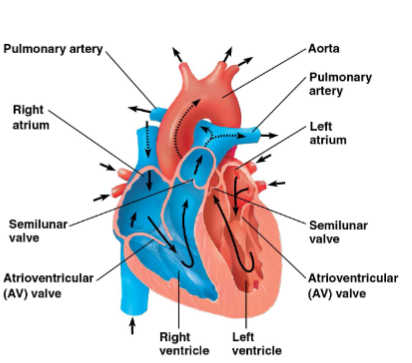 <p>The cardiac cycle is like a heartbeat's rhythm, with the heart muscle contracting (systole) and relaxing (diastole) in a regular pattern.</p>