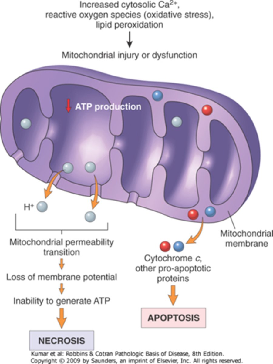 <p>cytochrome c and caspases indirectly activate apoptosis-inducing enzymes</p><p>increased permeability of the outer mitochondrial membrane, leakage of proteins into the cytosol, death by apoptosis</p>
