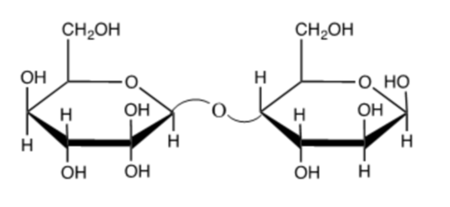 <p>Is the following an alpha1---->4 or beta1---->4 connection? Briefly explain.</p>