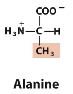 <ul><li><p>Ala, A </p></li><li><p>Nonpolar, aliphatic </p></li></ul><p></p>