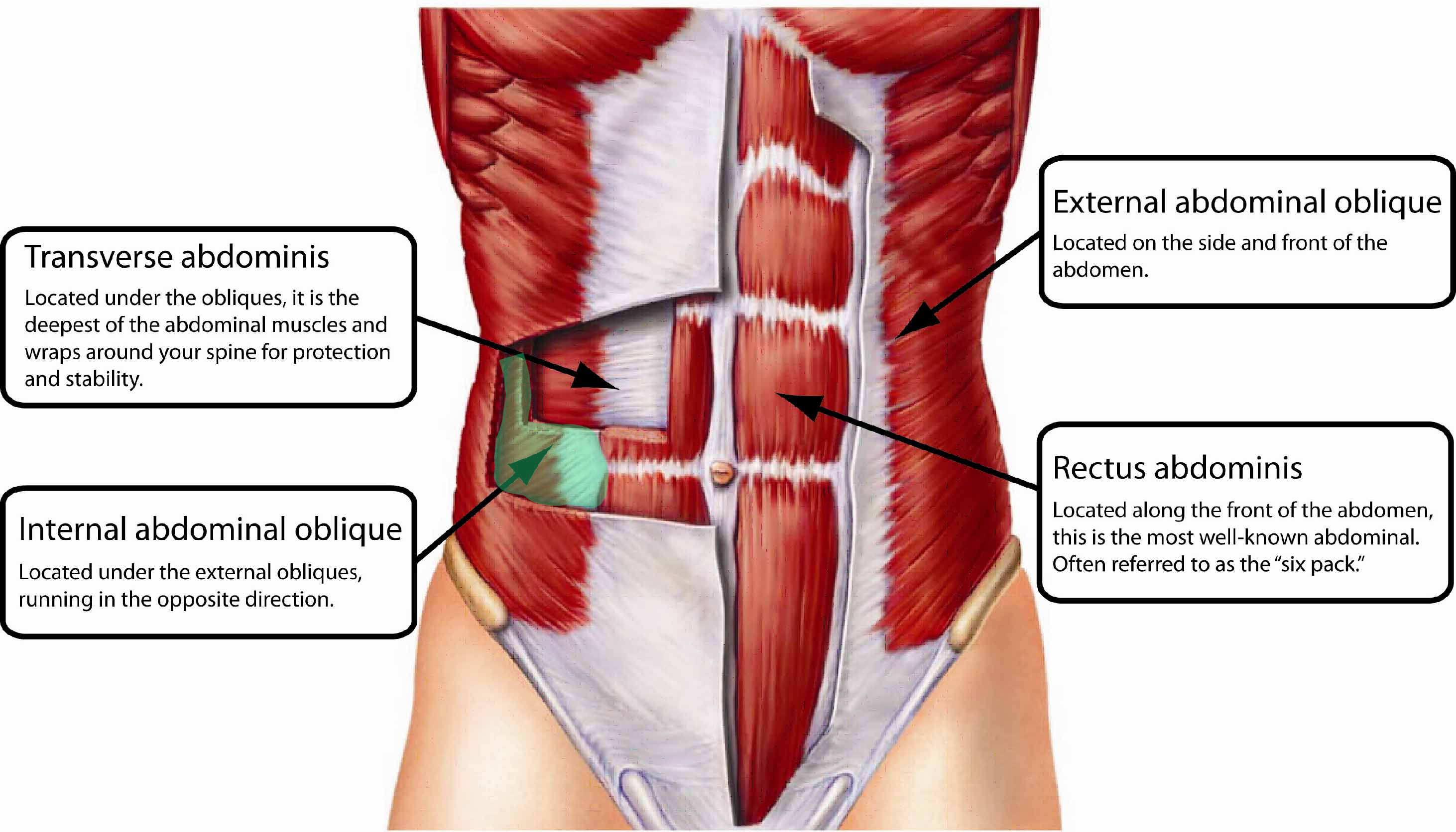 <p>origin:illiac crest <br>insertion: pubic crest <br>action: x</p>