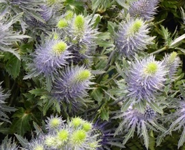 <p>sea holly</p>