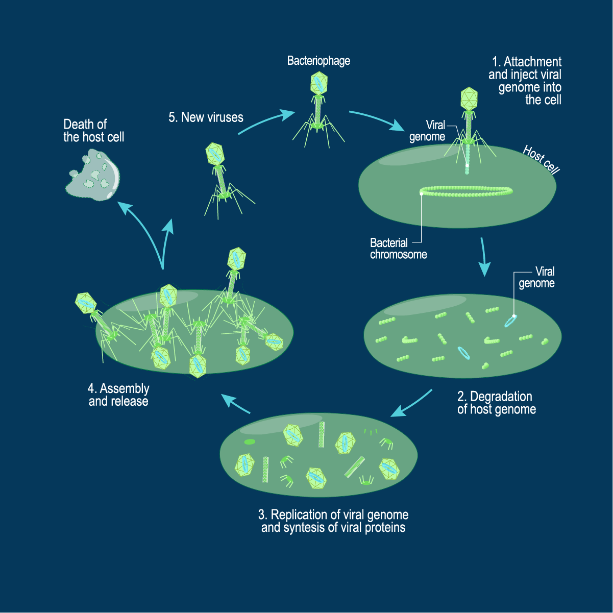 <p>It occurs when the virus injects its genetic material into a host cell, hijacking the cell’s machinery (enzymes) to produce more viruses.</p><p>The new virus erupts from the host and kills the cell in the process</p>