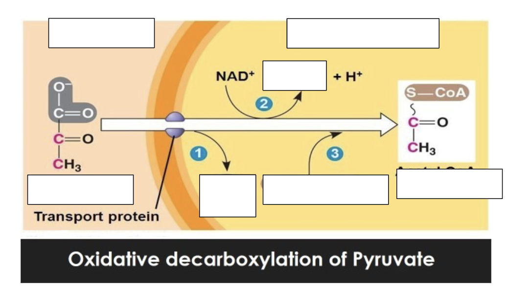 <p>Draw and label krebs cycle prep</p>