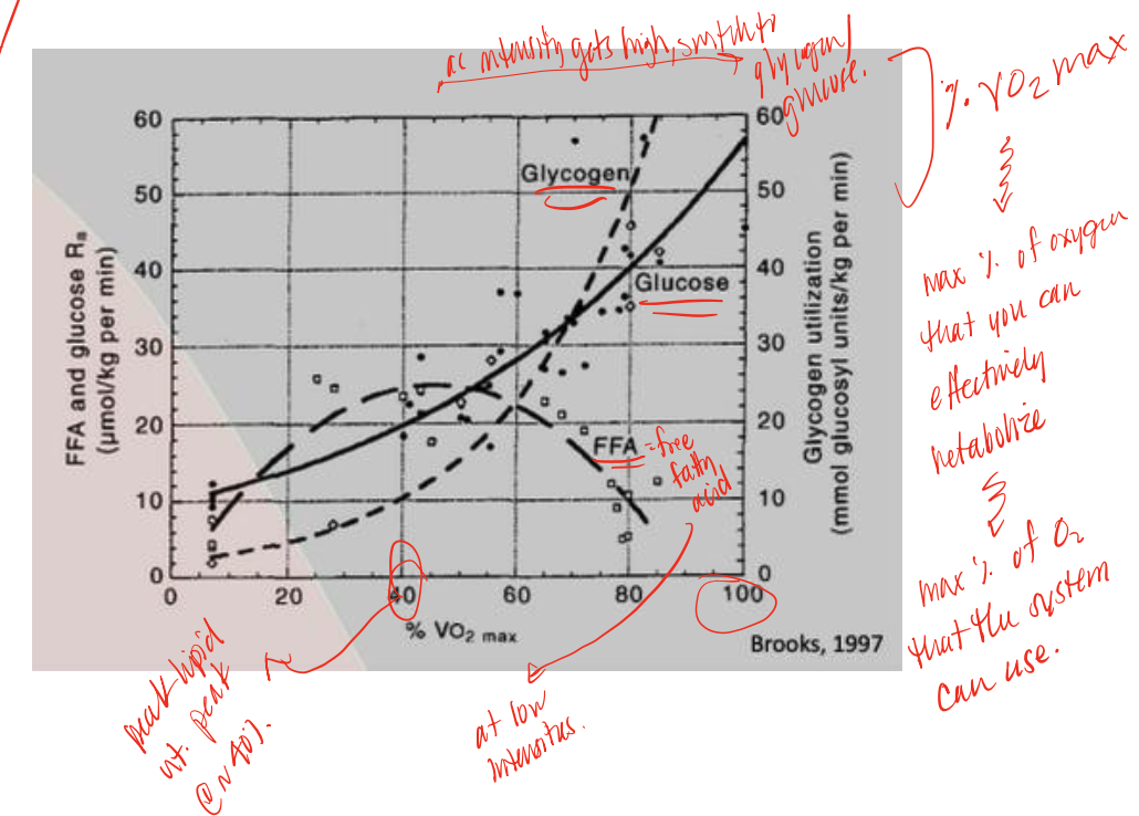 <p>during high intensity exercise, body switches from FFA use to this supply, utilizing glycolysis </p>