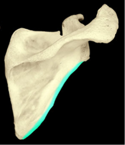 <p>the border of the scapula that points at the shoulder</p>