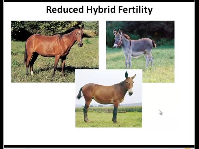 <p>Reduced hybrid fertility</p>