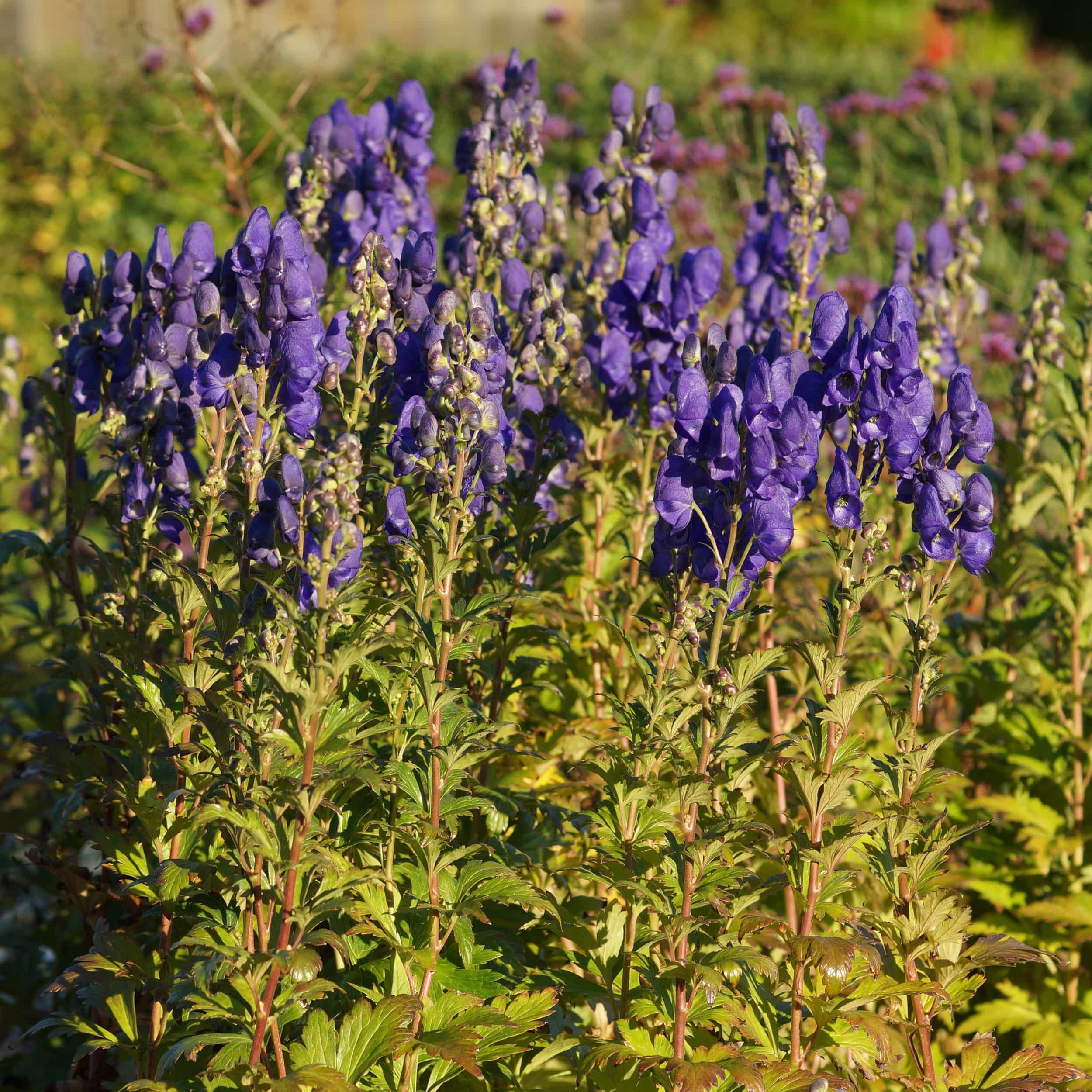 <p>dark blue hooded flowers that bloom from the top of the spike, deer resistant, poisonous, later blooming, leaves cut to the midrib in 3-5 lobes</p>