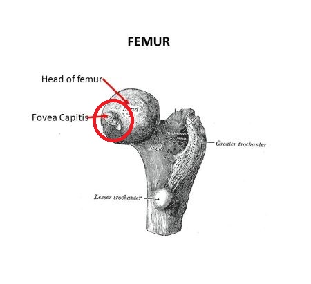 <p><span><span>Fovea capitis on the femur head</span></span></p>