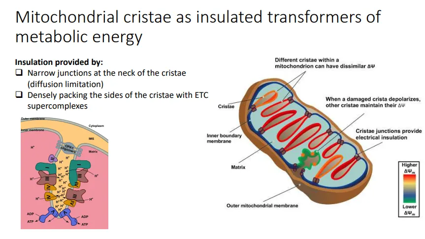 <ul><li><p><strong>MICOS and OPA1 oligomers</strong> are protein complexes that create the <strong>junction </strong>between the cristae and the rest of the intermembrane space, at the ‘neck’</p></li><li><p>this <strong>insulates </strong>the invagination so that the<strong> proton gradients</strong> are <strong>maximised</strong>, as protons <strong>can’t diffuse</strong> into the rest of the IMS</p></li><li><p>this also means that if one cristae is damaged, the rest of the cristae <strong>don’t </strong>get <strong>depolarised</strong>, so the mitochondrion can remain functional</p></li><li><p><strong>ATP synthase dimers </strong>are located at the <strong>tip</strong>, which results in the <strong>curvature </strong>of the membrane</p></li></ul><p></p>