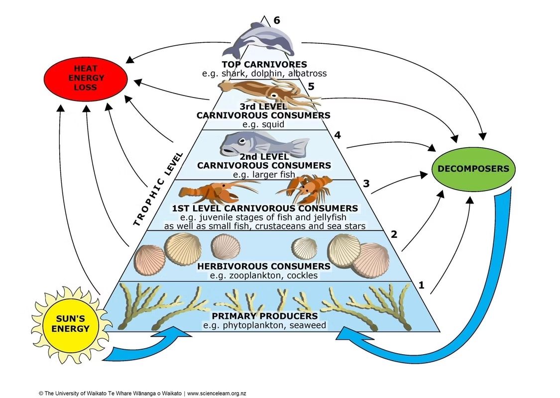 <ul><li><p>10% of energy is transferred from level to level</p></li><li><p>the other 90% is lost as heat or waste</p></li><li><p>decomposers digest this waste/dead matter, so all energy isn’t lost, it simply returns to help the primary producers</p></li><li><p>autotrophs (primary producers) absorb energy via photosynthesis</p></li></ul><p></p>