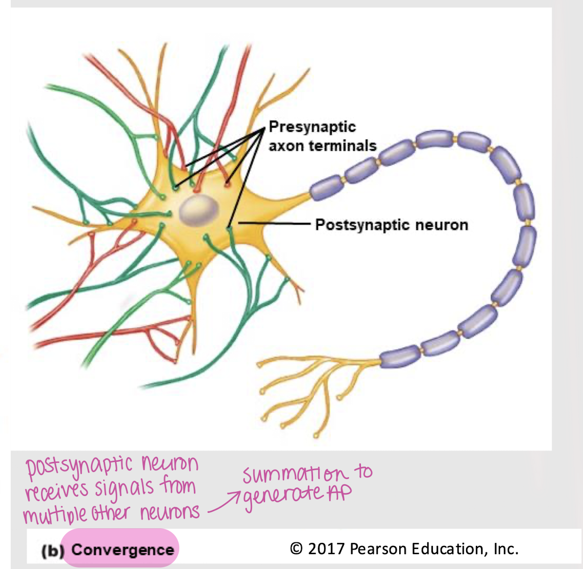 <p>convergence</p>