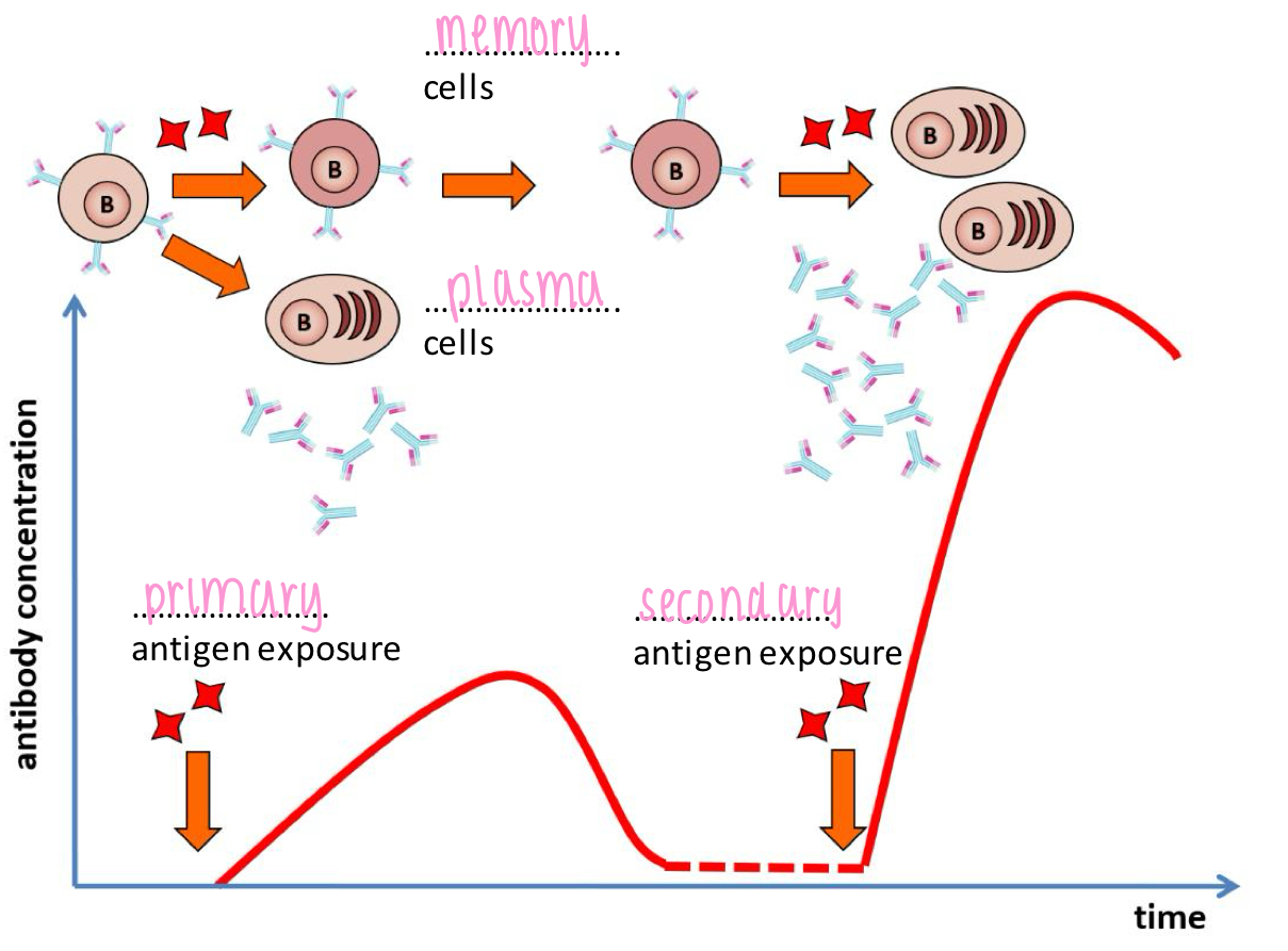 <p>Primary immune response:</p><p>- time lag</p><p>- short-lasting immunity</p><p>- fewer antibodies</p><p>Secondary immune response:</p><p>- immediate</p><p>- long-lasting (booster)</p><p>- more antibodies</p>