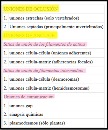 <p><span style="background-color: transparent;"><strong>Uniones oclusivas, de anclaje y comunicantes</strong>.</span></p>