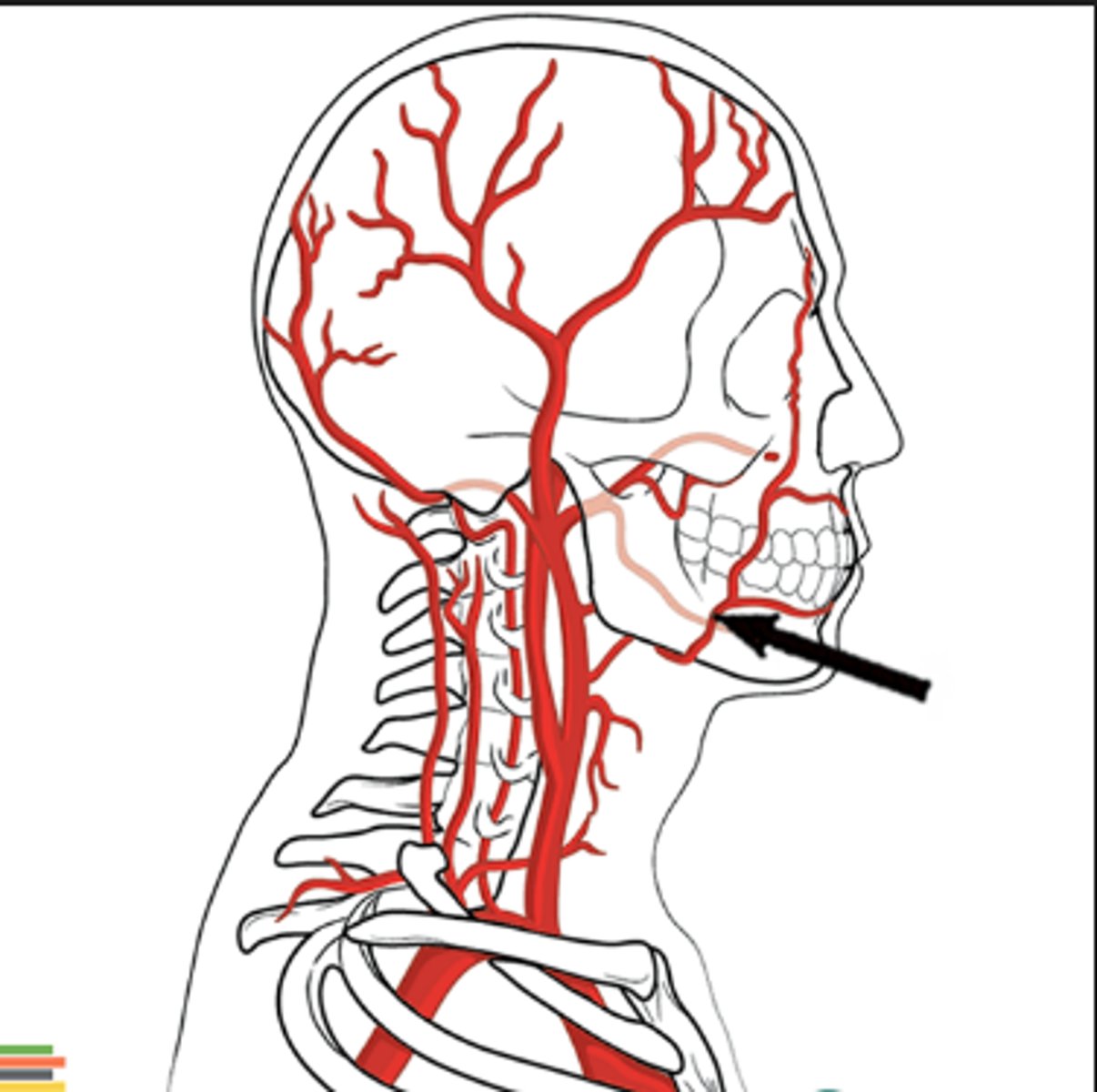 <p>Name this structure.</p>