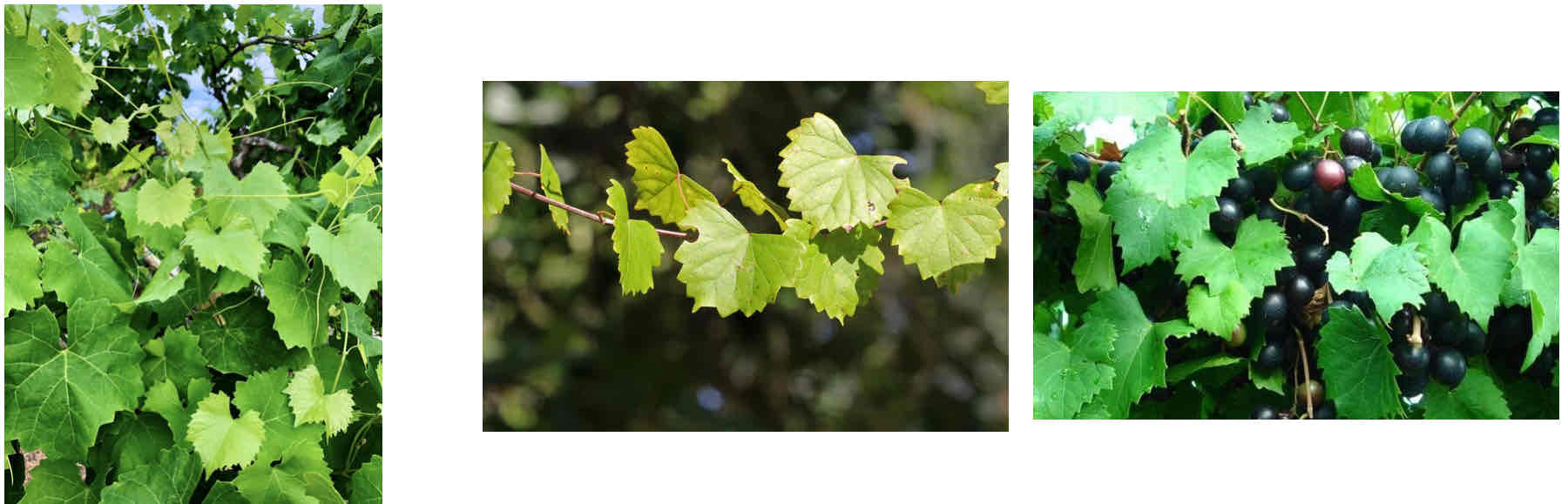 <ul><li><p>Palmately lobed leaf</p><ul><li><p>Veins fan out from base , large serrations</p></li><li><p>Tendrils always 180</p></li></ul></li></ul><p></p>