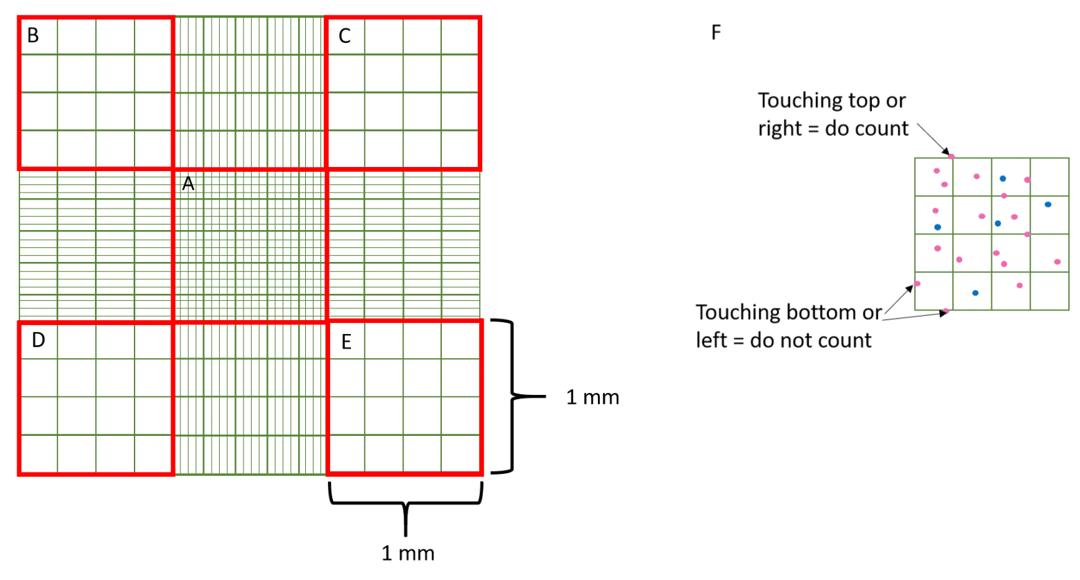 <p>(avg # of cells x dil. factor)/(# of large sqrs x 0.1)</p><p>OR</p><p>(avg # of cells x dil. factor)/(# of small sqrs x 0.4 x 0.1)</p><p>= cells/uL</p><ul><li><p>0.1 = depth factor</p></li></ul><p></p>