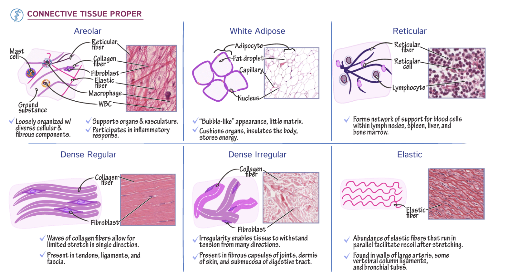 <p>Connective Tissue Types</p>