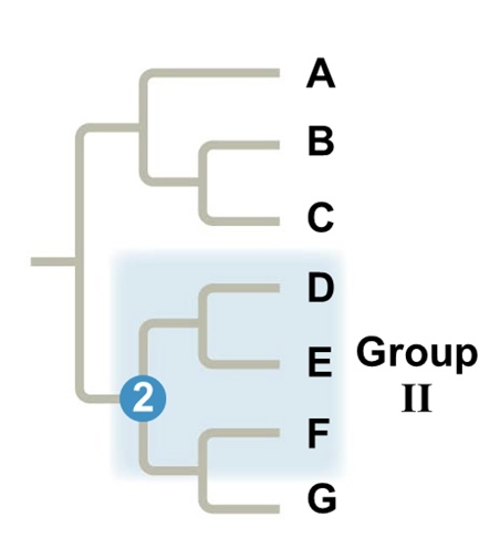 <p>Paraphyletic group</p>