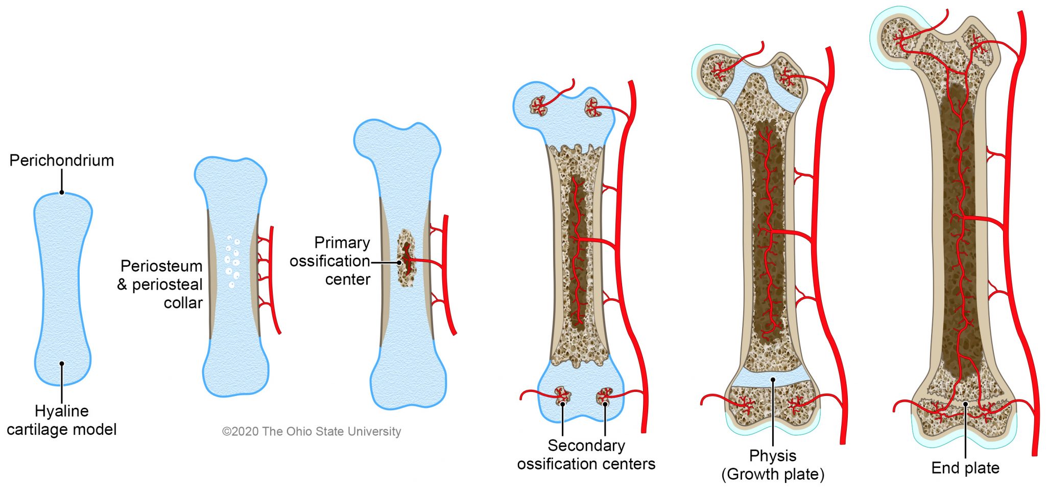 <p>endochondral ossification is in long bones and has a cartilage model that becomes almost entirely replaced. This type of ossification grows interstitially (inside matrix). The articular-epiphyseal complex (AEC) is where ossification occurs at a secondary center beneath articular surface. The three processes are as follows: mineralization of cartilage surrounding chondrocyte, death of chondrocyte and vascular ingrowth. </p>