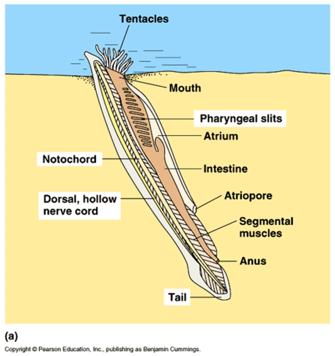 <p>Subphylum Cephalochordata; mobile animal that filters food from water ast it enters its mouth (invertebrate); retain notochord, dorsal nerve cord, postanal tail &amp; pharyngeal pouches</p>