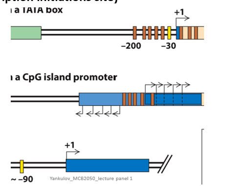 <ul><li><p>Close to the transcription initiation site</p></li></ul><p></p>