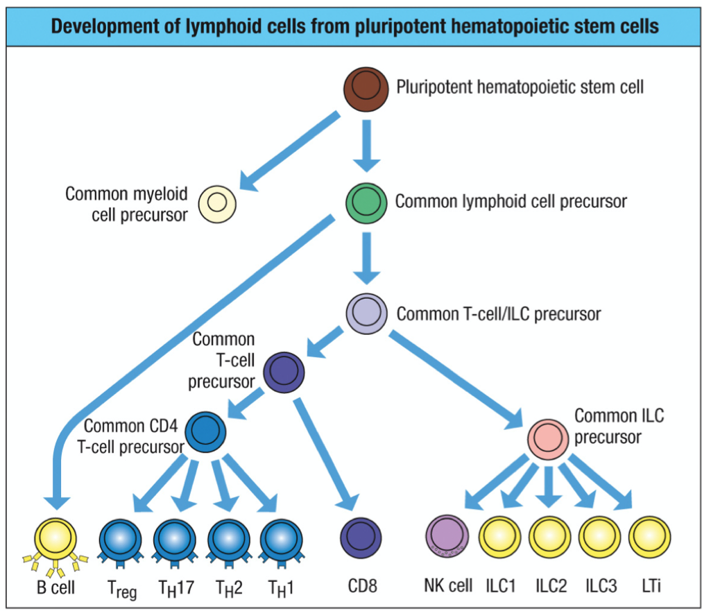 cell by which all lymphoid cells are derived 