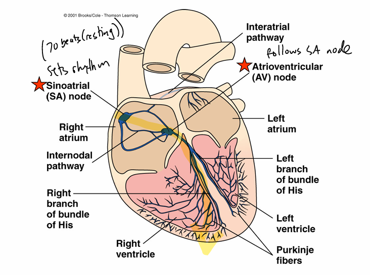 <ul><li><p>sinoatrial node (SA)- sets the pace for the other pacemaker structures at 70 beats(resting); autorhythmic</p><ul><li><p>located in wall of right atrium near opening of superior vena cava</p></li></ul></li><li><p>atrioventricular node (AV)- follows SA node at 70 AP/min; located at base of right atrium </p><ul><li><p>if disconnected from SA, has autorhythmicity at 50 AP/min</p></li></ul></li><li><p>bundle of his- originates at AV node and projects into left and right ventricles</p></li><li><p>purkinje fibers- small terminal fibers that extend from bundle of his and spread throughout ventricular myocardium; very fast conduction speed</p><ul><li><p>follows AV node, which is following SA node at 70 AP/min</p></li><li><p>if disconnected, has autorhythmicity at 30 AP/min </p></li></ul></li></ul><p></p>