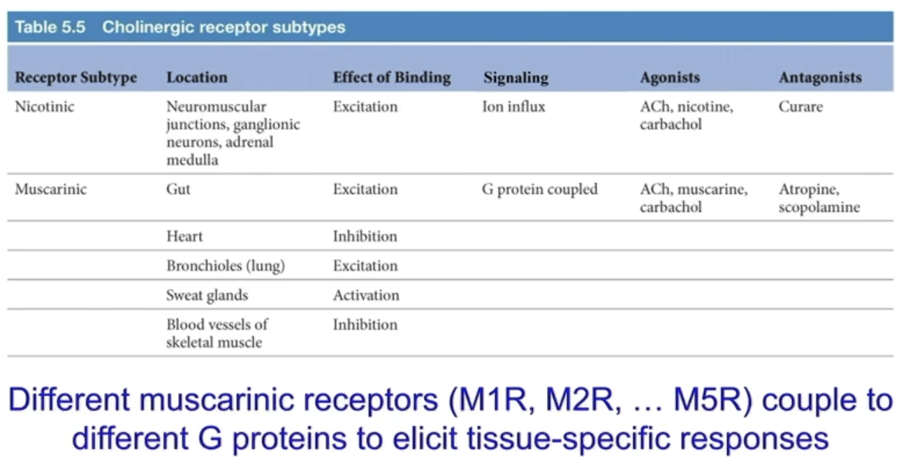 <ul><li><p>Nicotine - nAChR</p></li><li><p>Muscarine - mAChR</p></li></ul><p></p>