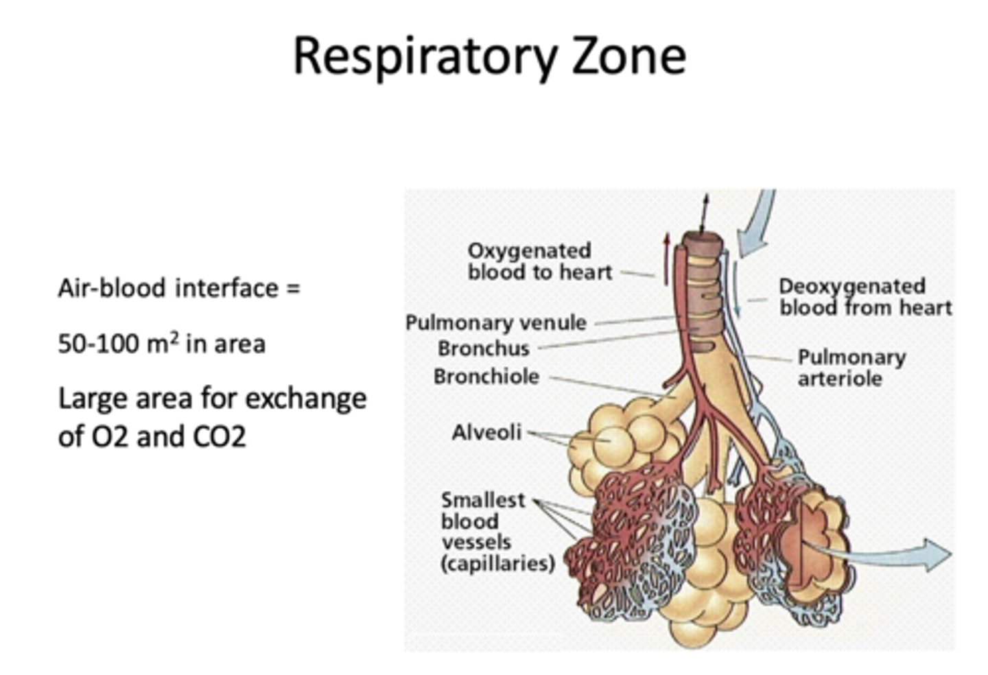 <p>respiratory zone</p>