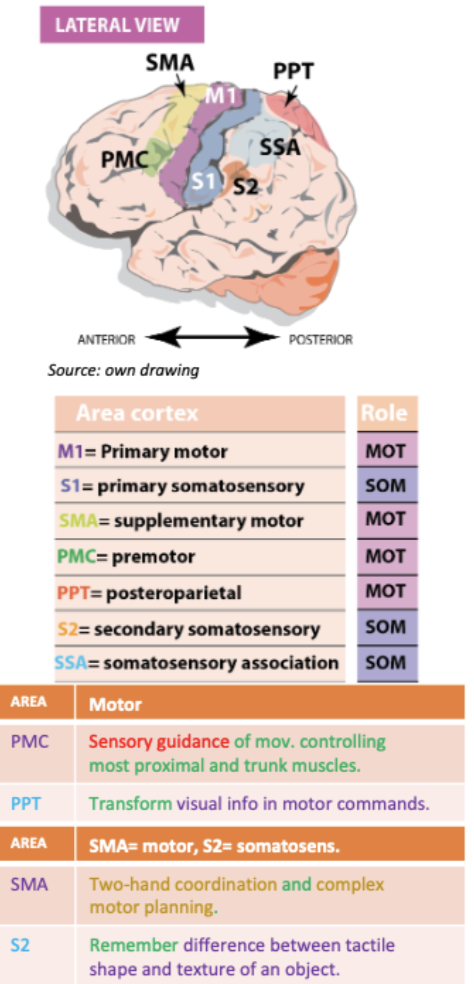 <p>Primary cortices - specific movement initiation and somatic elaboration Association cortices Premortor cortex to support M1 Secondary motor cortex (S2 for S1)</p>