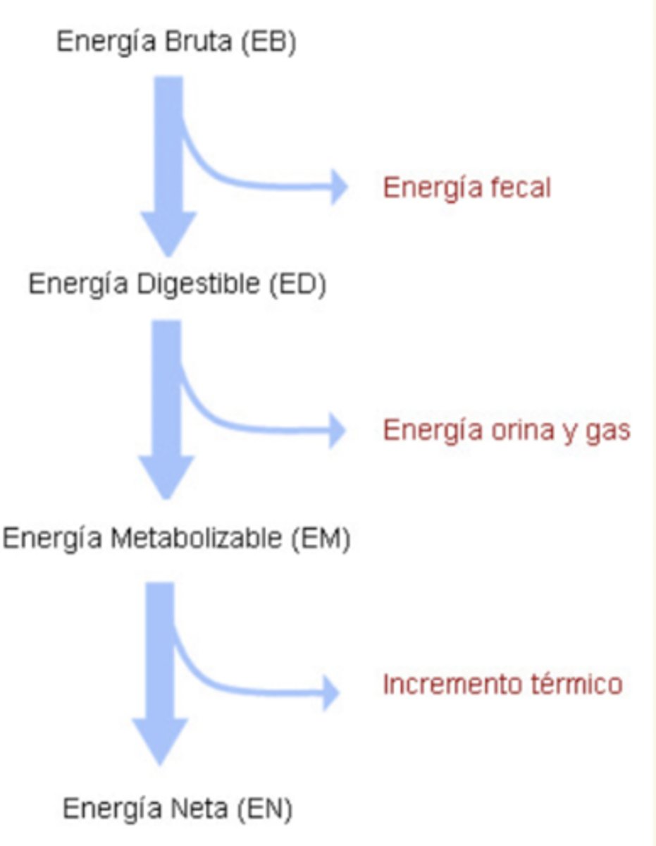 <p>energía metabolizable (EM)</p><p>parte de esta energía todavía se pierde en forma de producción de calor (incremento térmico) durante el metabolismo.</p>