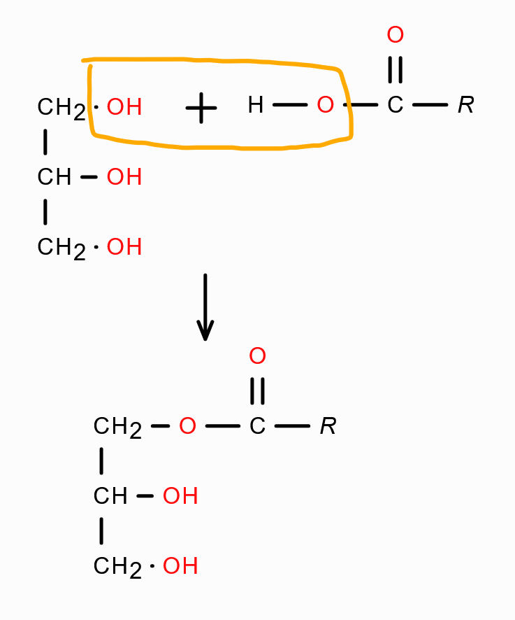<p>it is formed from one glycerol molecule and one fatty acid molecule. A water molecule is removed during formation</p><p>[sorry I drew the box in the diagram wrong, the fatty acid only contributes H not OH]</p>