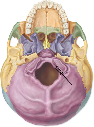 <p>motor fibers control tongue movements; sensory fibers carry impulses from the tongue</p>