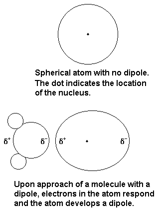 <ul><li><p>when a permanent dipole approaches a non-polar molecule, it can induce a dipole in the non-polar molecule</p></li><li><p>Van der Waals force</p></li></ul><p></p>