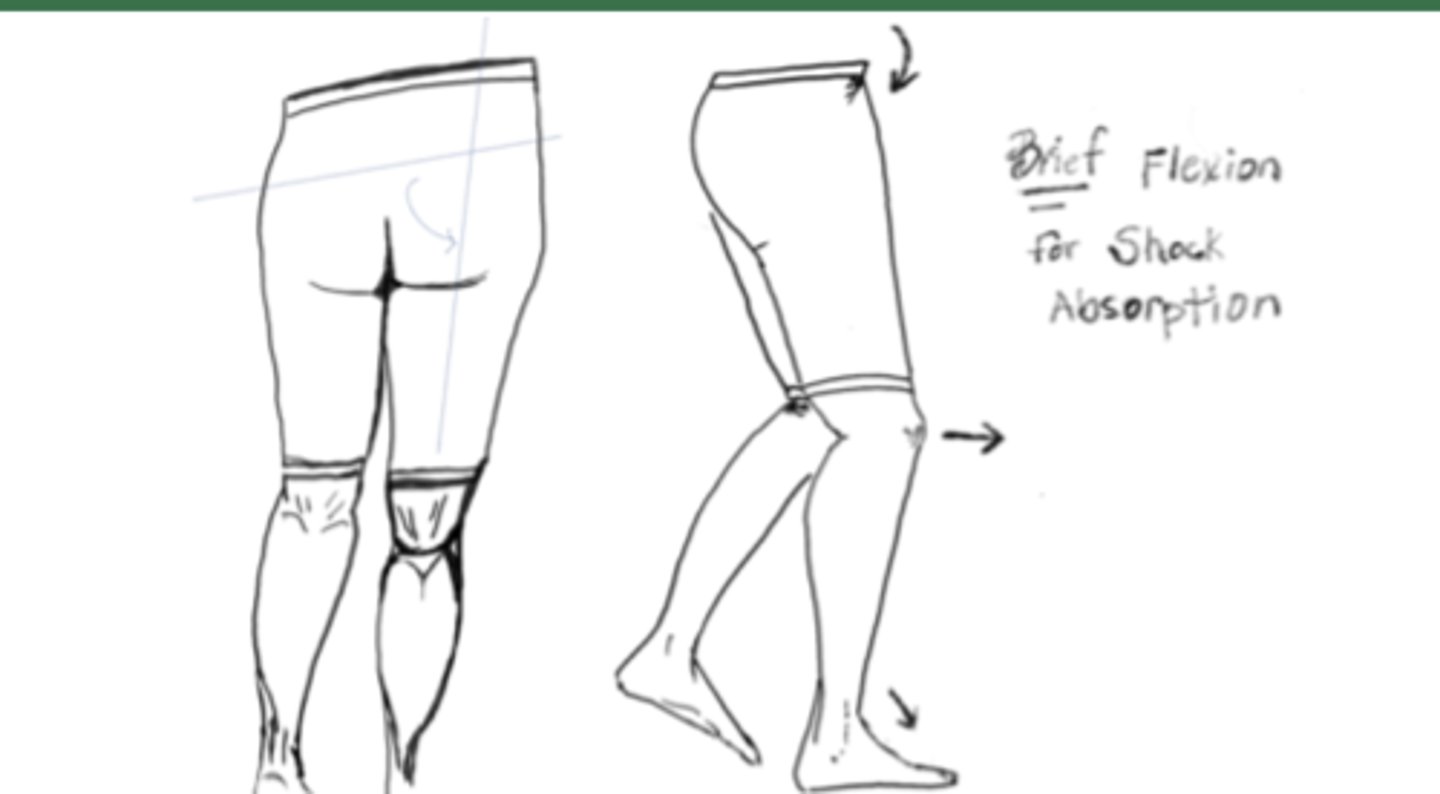 <p>IM: Abduction (Glute medius)</p><p>EM: Adduction</p><p>IM</p>