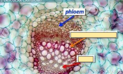 <p>Phloem</p>