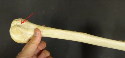 <p>*side with this groove is anterior </p>