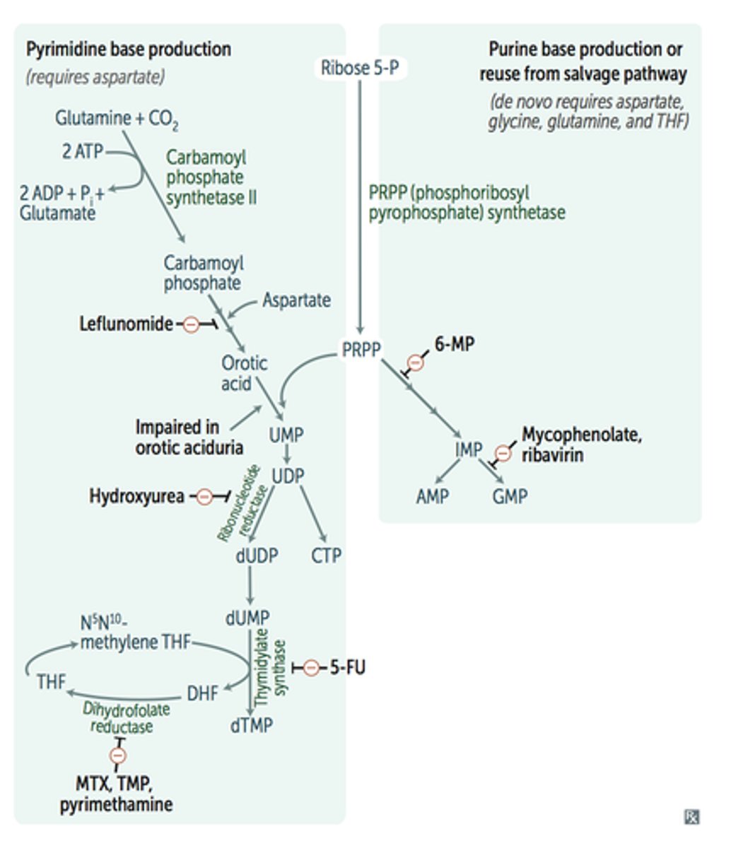 <p>Caused by OMPT and/or OMP decarboxylase deficiencies - the last two steps of the UMP formation</p><p>Orotic acid in urine, megaloblastic anemia that is not corrected with B12 or folic acid and no hyperammonemia</p><p>only inherited affect in pyrimidine formation</p>