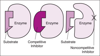 <p>De non-competitive inhibitor is allosterisch. Dat houdt in dat de inhibior de werking van het enzum regelt door op een alternatieve bindingsplaats te binden. </p><p>Na binding van de inhibitor past het substraat niet meer in de ‘active site’ van het enzym.</p><p>De Km-waarde zal gelijk blijven. De inhibitor vertraagt de reactie wel dus Vmax zal lager worden.</p>